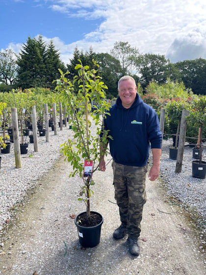 Plum Prunus Dom. Topking 15 Litre Pot
