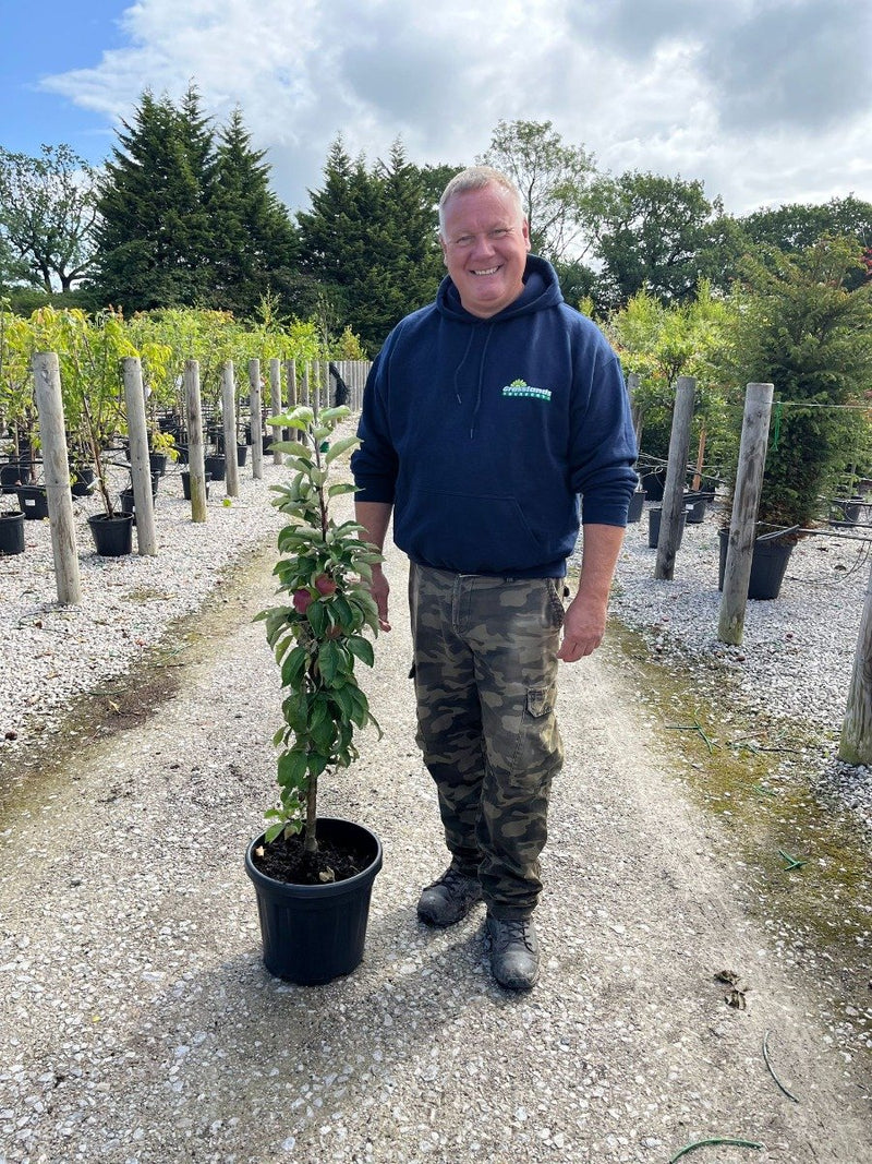 Apple Malus Red River 15 Litre Pot Column Shape