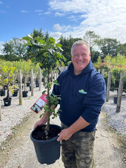 Apple Malus Dom. Rhapsodie 15 Litre Pot Column Shape