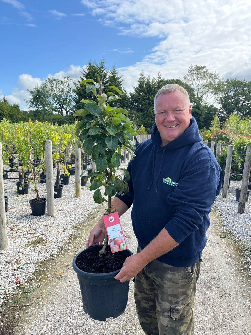 Apple Malus Dom. Rondo 15 Litre Pot Column Shape