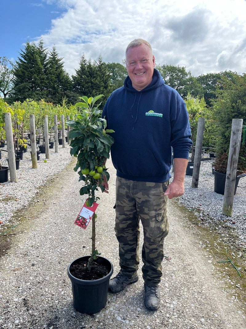 Apple Malus Dom. Sonate 15 Litre Pot Column Shape