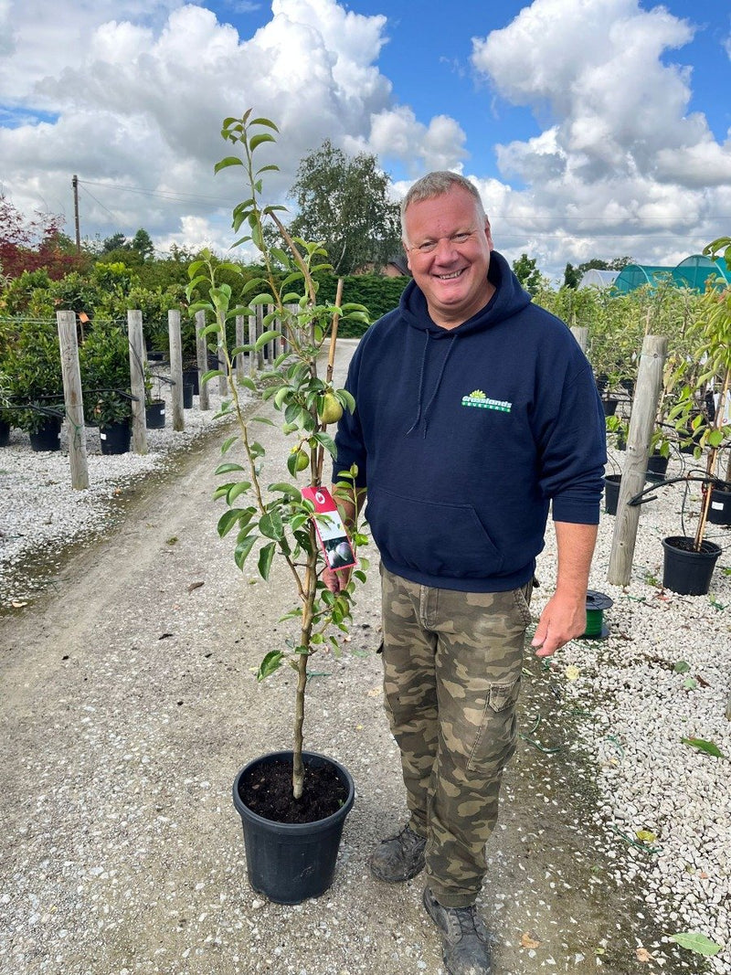 Pear Pyrus Comm. Decora 15 Litre Pot Column Shape