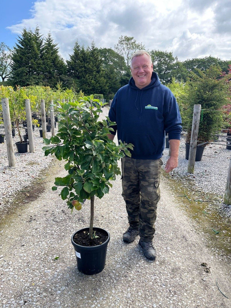 Apple Malus Croquella 15 Litre Patio Tree