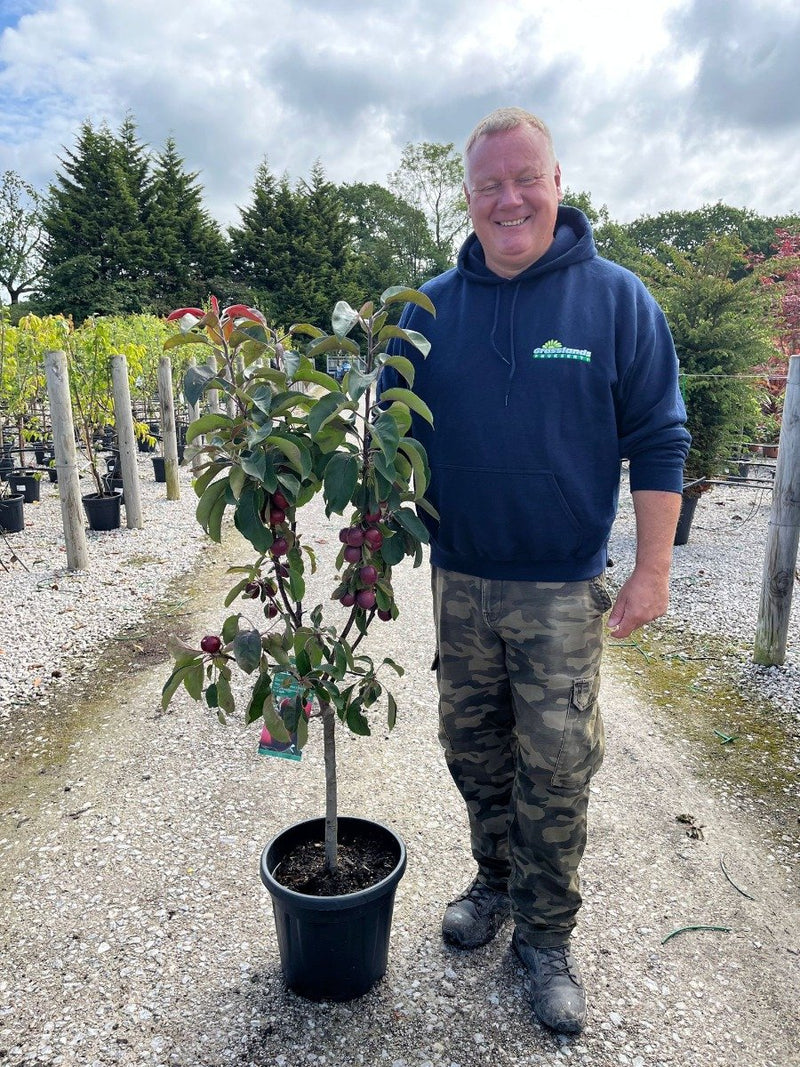 Apple Malus Red Dwarf 15 Litre Patio Tree