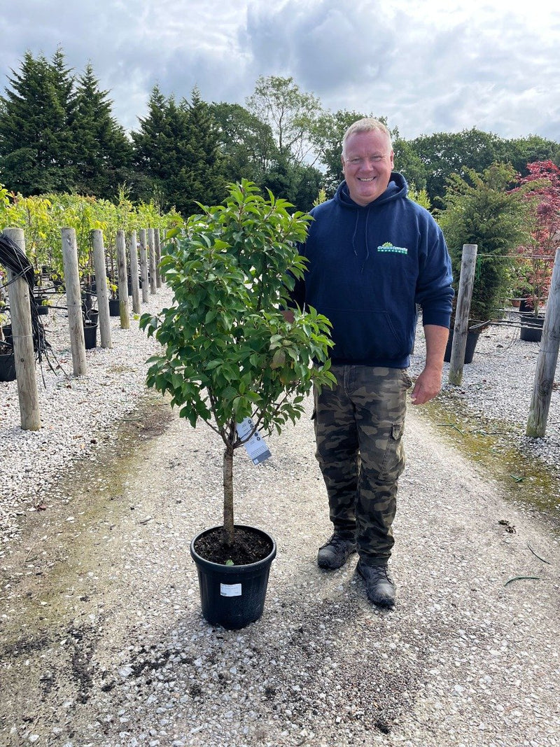 Cherry Prunus Piemont 15 Litre Pot Patio Tree