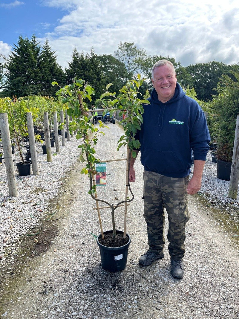 Apple Malus Jonagold 15 Litre Pot Duo Frame