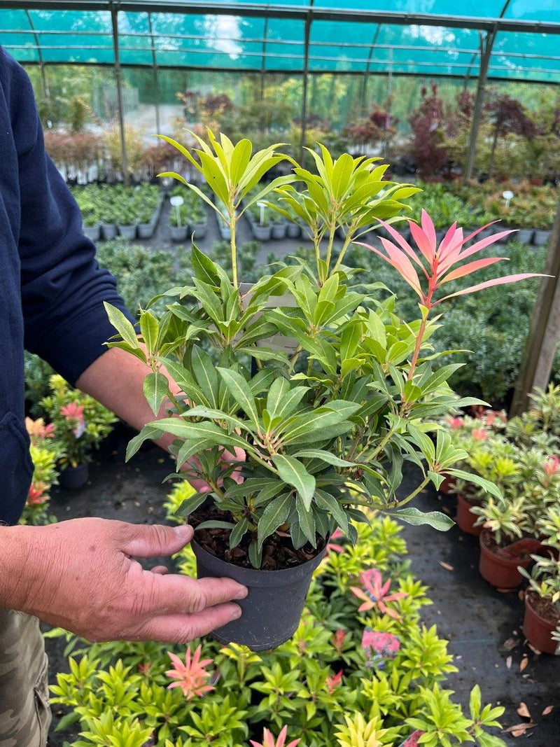 Pieris jap. Forest Flame 13cm Pot