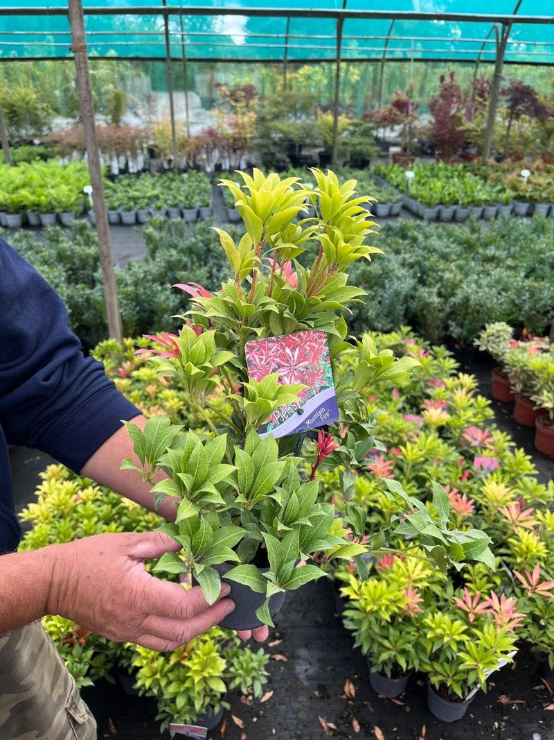 Pieris Mountain Fire 13cm Pot