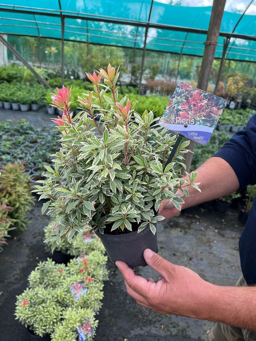 Pieris Little Heath 13cm Pot