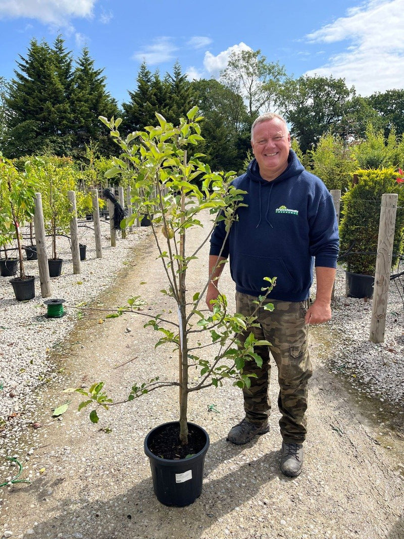 Apple Malus Jonagold 15 Litre Pot