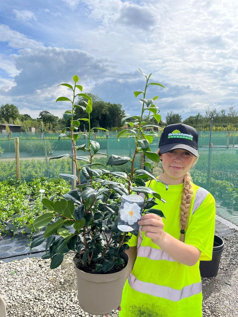 Camellia Japonica White 5 Litre Pot