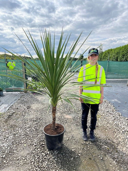 Cordyline Australis 35 Litre 125-150cm