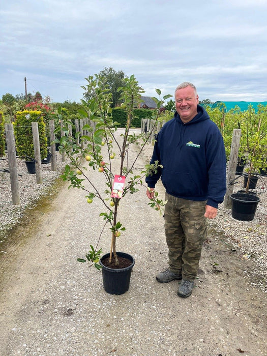 Apple Malus Braeburn 15 Litre Pot