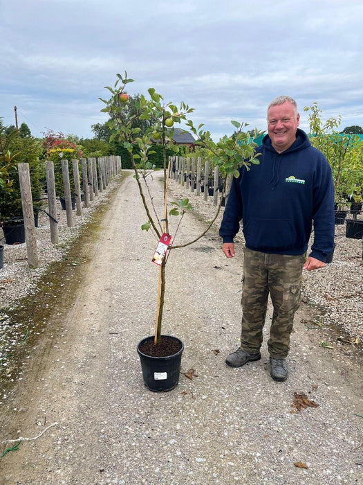 Apple Malus James Grieve 15 Litre Pot