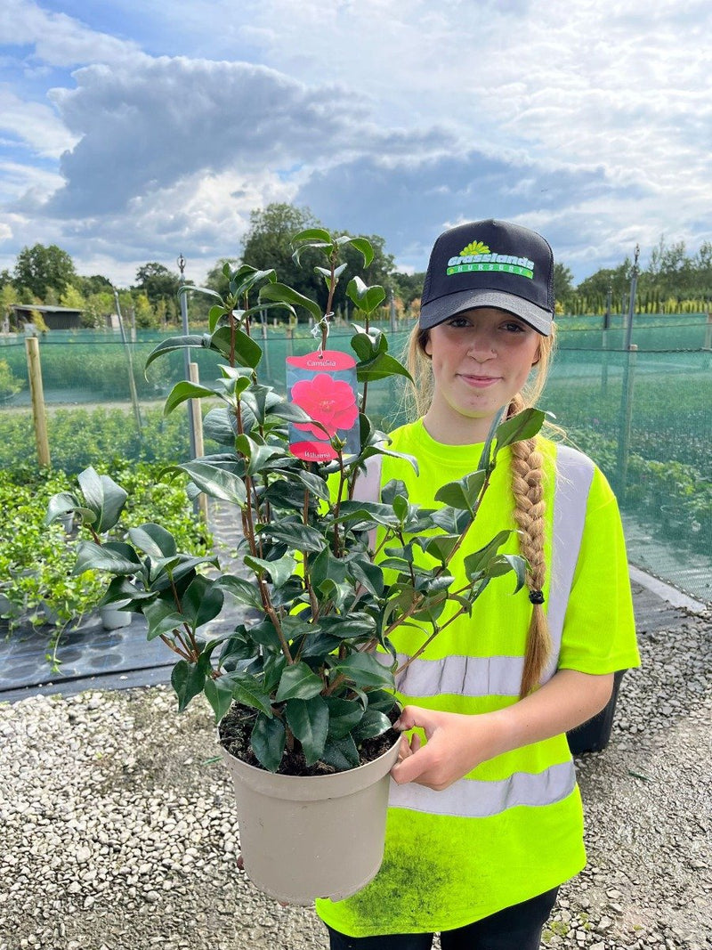 Camellia Williamsii 5 Litre Pot