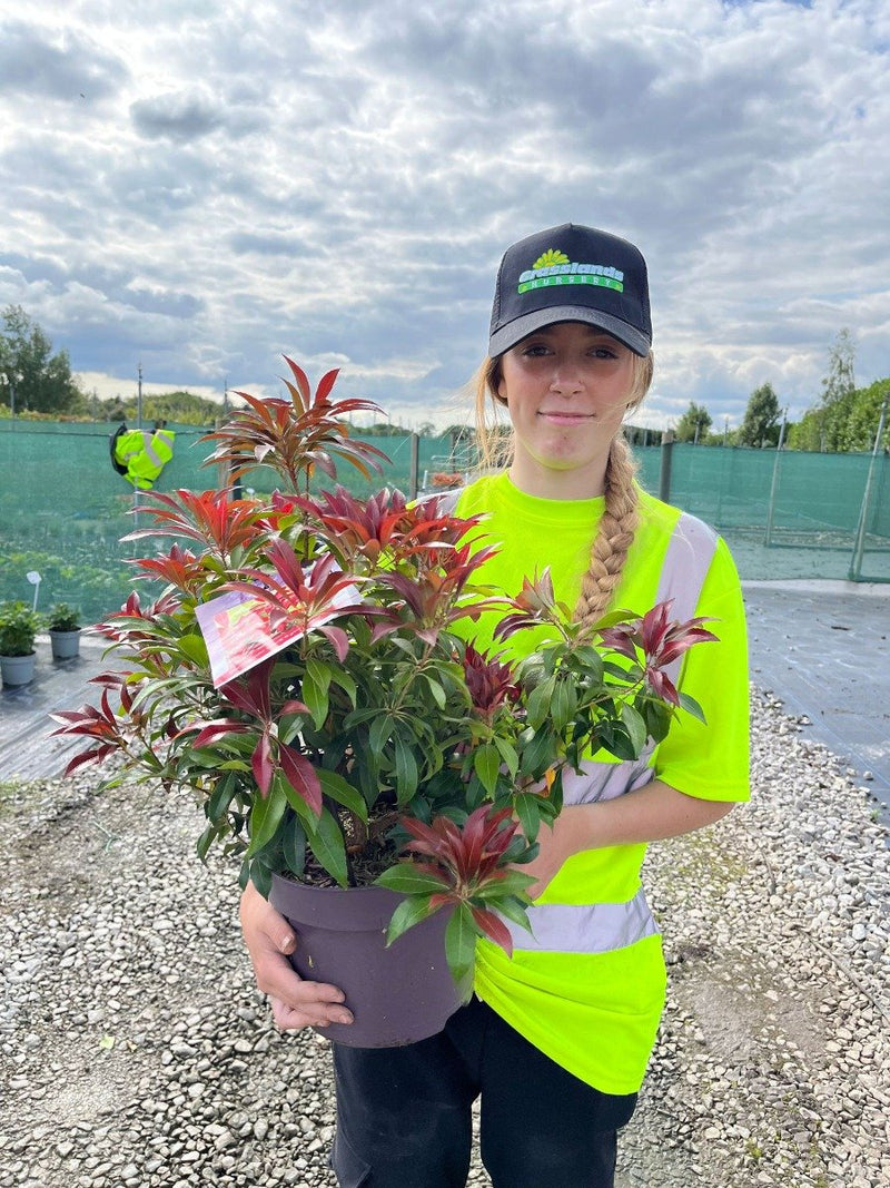 Pieris Japonica Katsura 5 Litre Pot