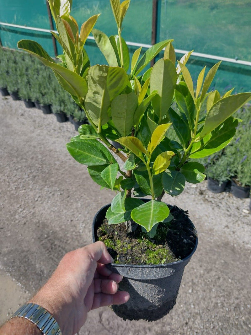 Laurel Hedging Cherry Laurel 3 Litre 30/40cm