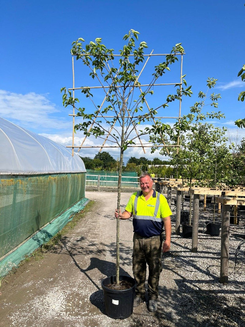 Pyrus Chanticleer Pleached 10/12cm G 180 Stem 120cm Tall x 150cm Wide