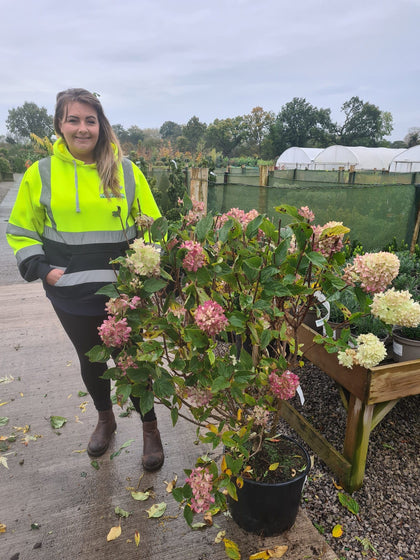 Hydrangea Paniculata Little Lime Punch 20 Litre Pot 80/100cm September Delivery