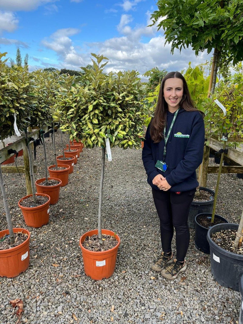 Elaeagnus x Ebbingei Maryline 1/2 Standard 25 Litre Pot
