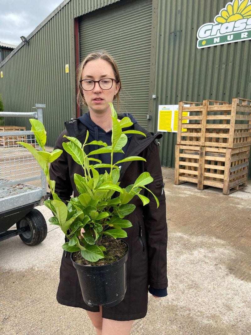 Laurel Hedging Cherry Laurel 3 Litre 30/40cm