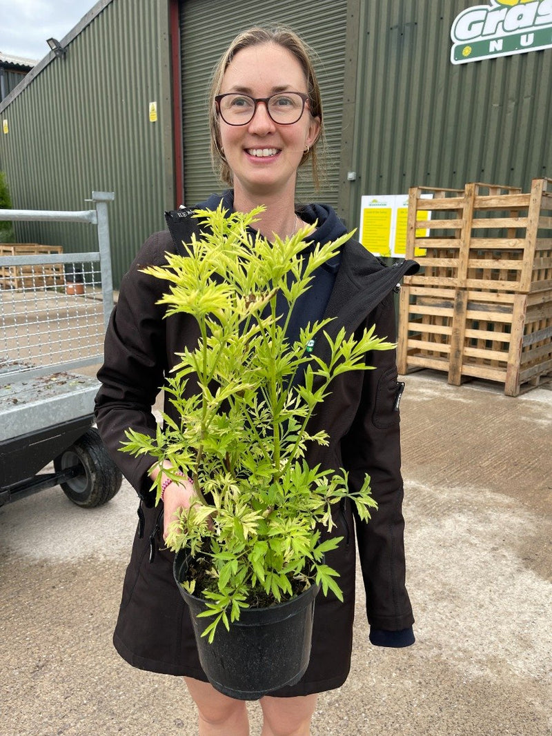 Sambucus Gold Tower 3 Litre Pot
