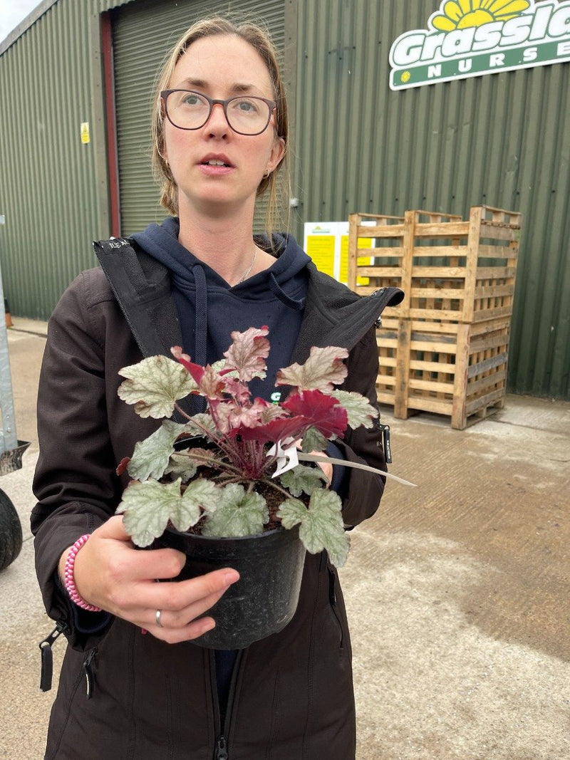 Heucherella Burnished Bronze 2 Litre Pot