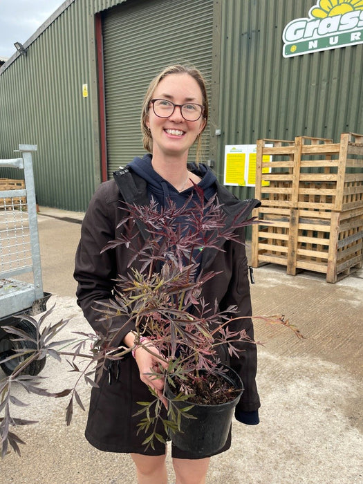 Sambucus Nigra Black Lace 2 Litre Pot