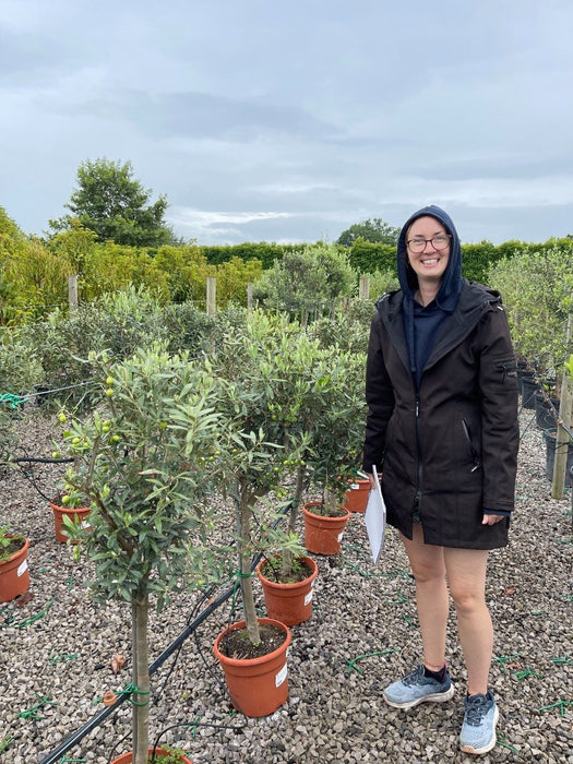Olive Tree Quarter Standard 10 Litre Pot 40/50cm Stem