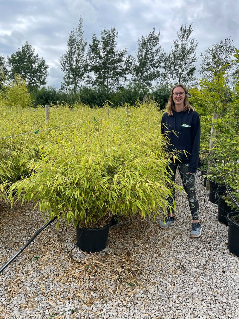 Bamboo Fargesia Robusta Ruffa 20 Litre Pot
