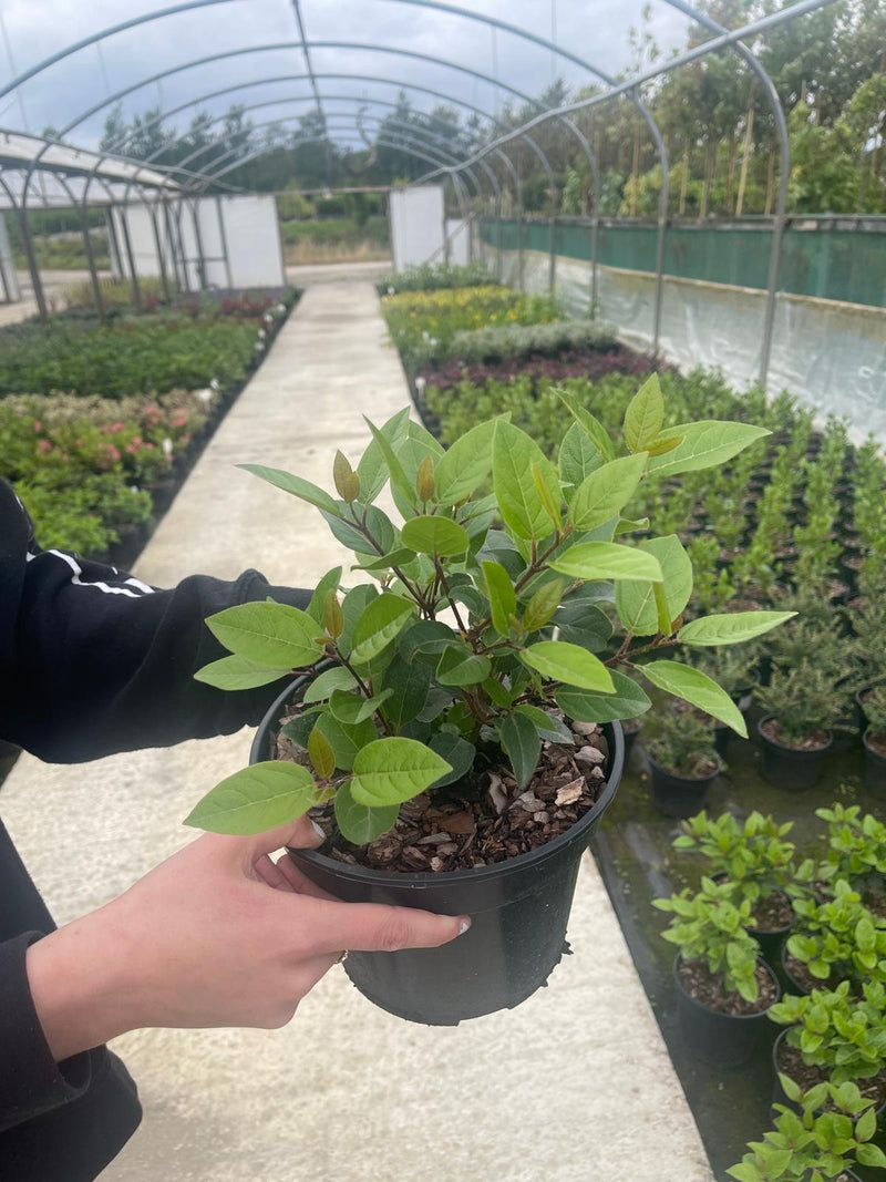 Viburnum Tinus Lisa Rose 5 Litre Pot