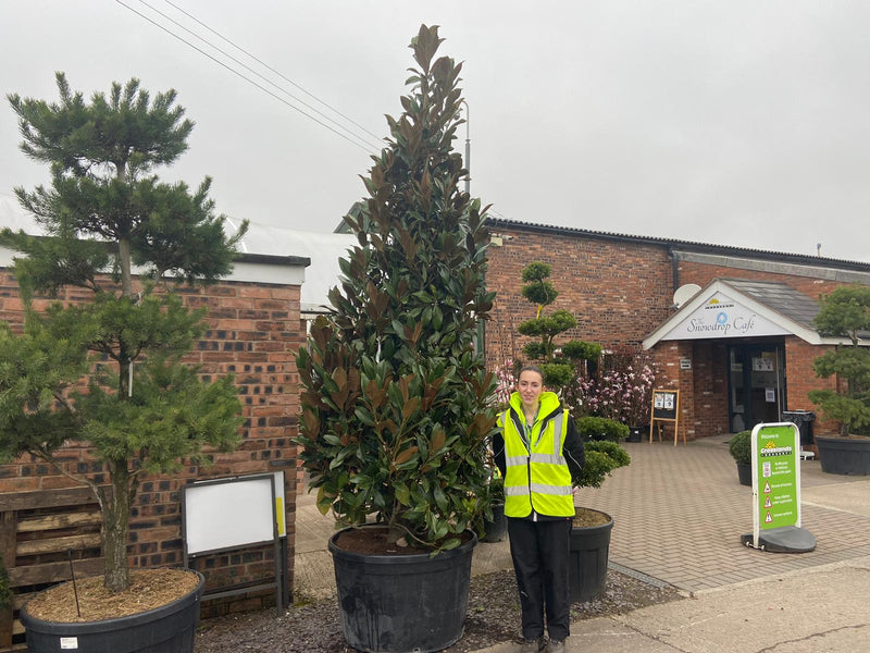 Magnolia Grandiflora Francois Treyve 750 Litre 3/3.5m
