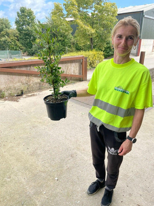 Pyracantha Red Column 2 Litre Pot