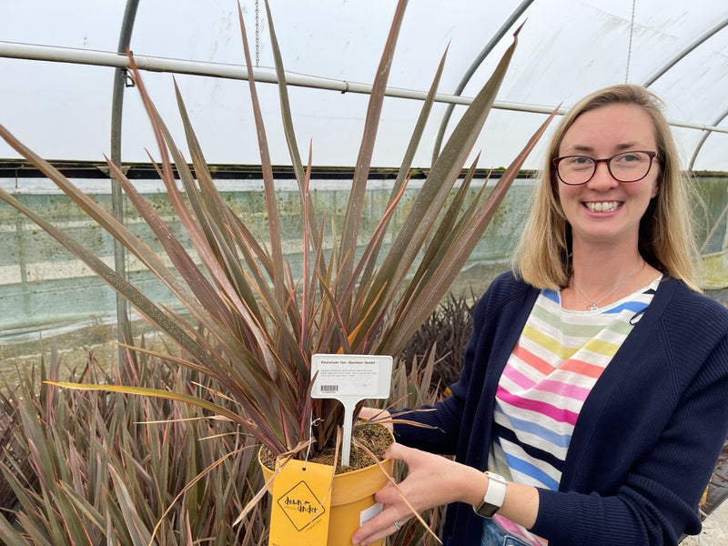 Phormium Tenax Rainbow Queen 2 Litre Pot