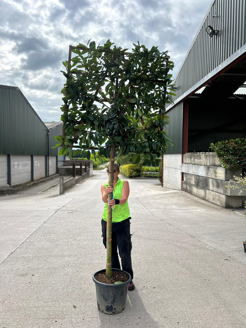 Prunus Novita Pleached Laurel Tree 150cm Stem 120x120cm Frame