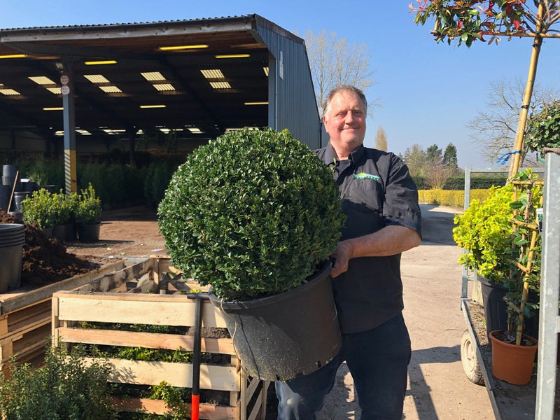 Ilex Crenata Dark Green Ball 10 Litre Pot 35cm