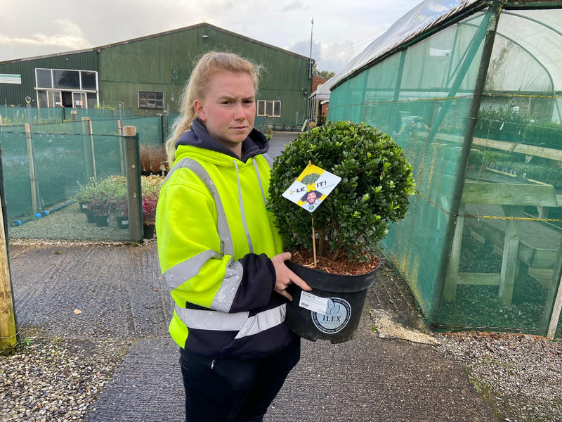 Ilex Crenata Dark Green Ball 10 Litre Pot 35cm