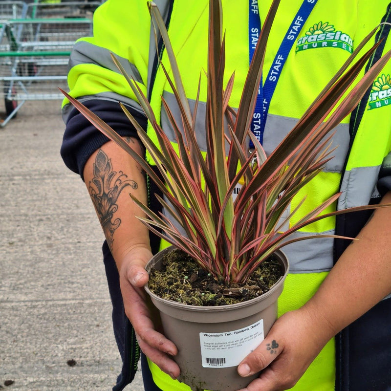 Phormium Tenax Rainbow Queen 2 Litre Pot