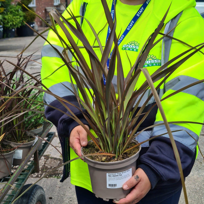 Phormium Tenax Bronze Baby 2 Litre Pot