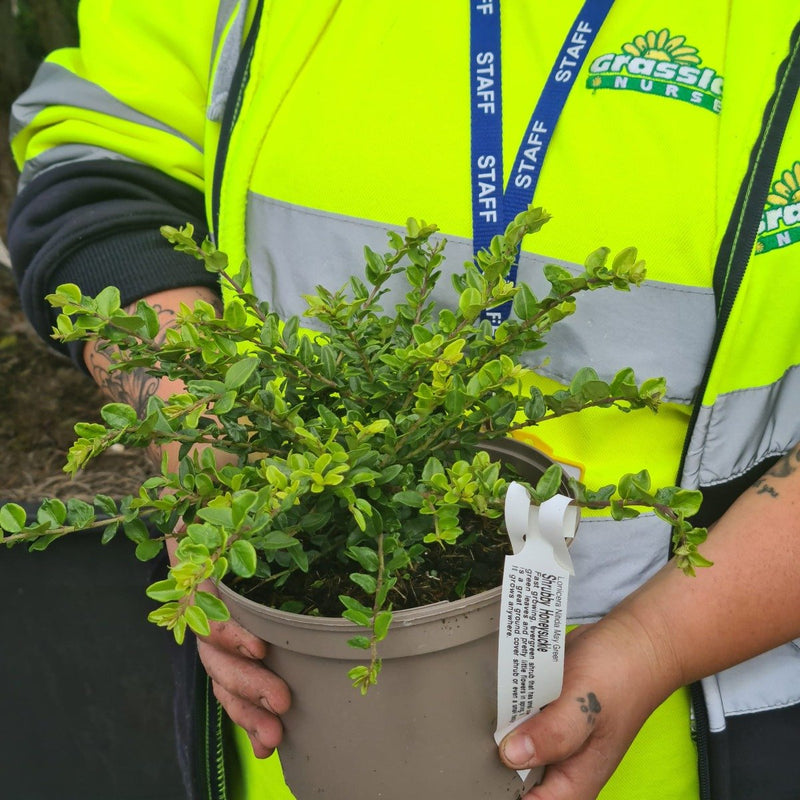 Lonicera May Green 2 Litre Pot