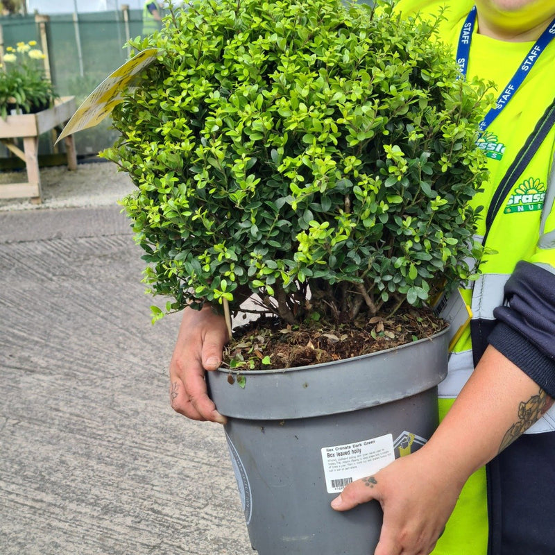 Ilex Crenata Dark Green Ball 10 Litre Pot 35cm