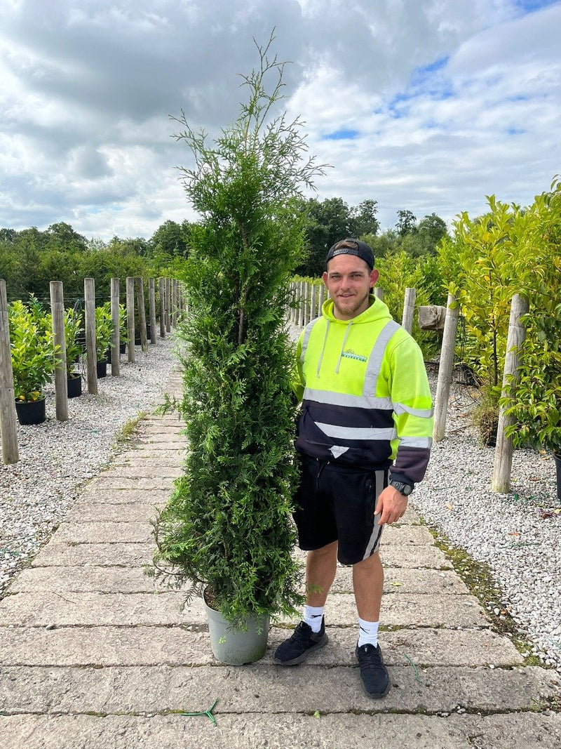 Thuja Brabant 15 Litre Pot 170/190cm