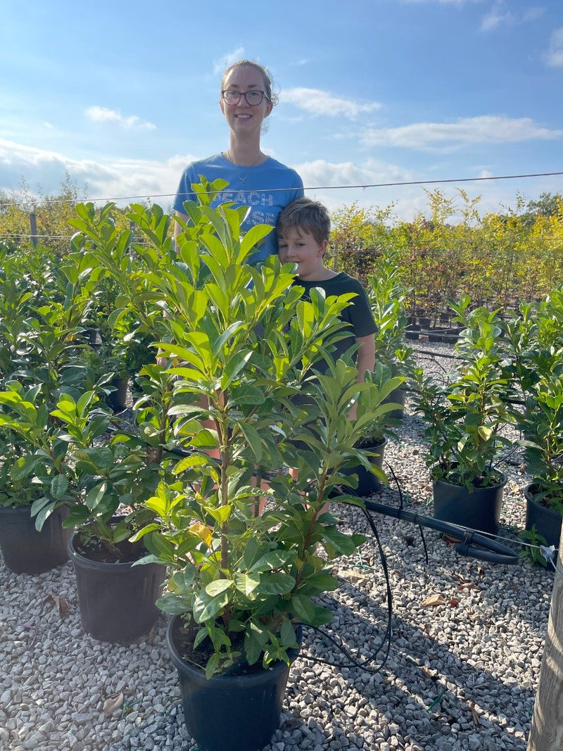 Cherry Laurel Dwarf Etna 15 Litre Pot 75/80cm