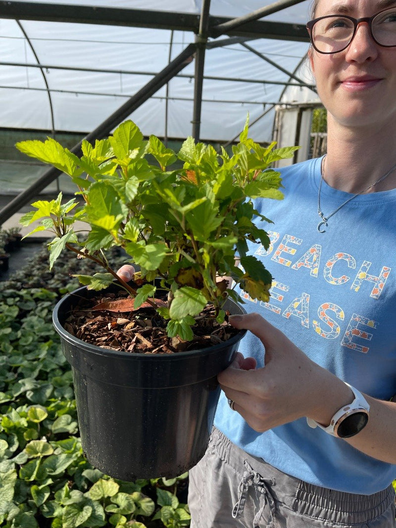 Physocarpus Dart's Gold 3 Litre Pot