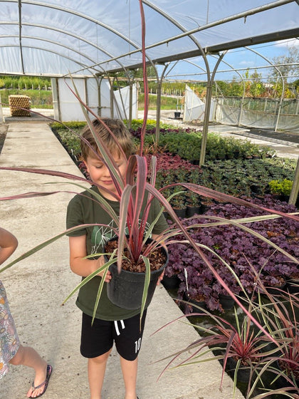 Cordyline Can Can 3 Litre Pot