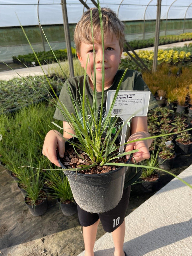 Cortaderia Tiny Pampa 3 Litre Pot