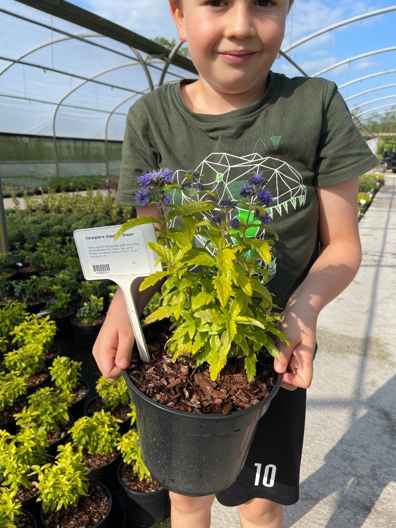Caryopteris Sapphire Dream 3 Litre Pot