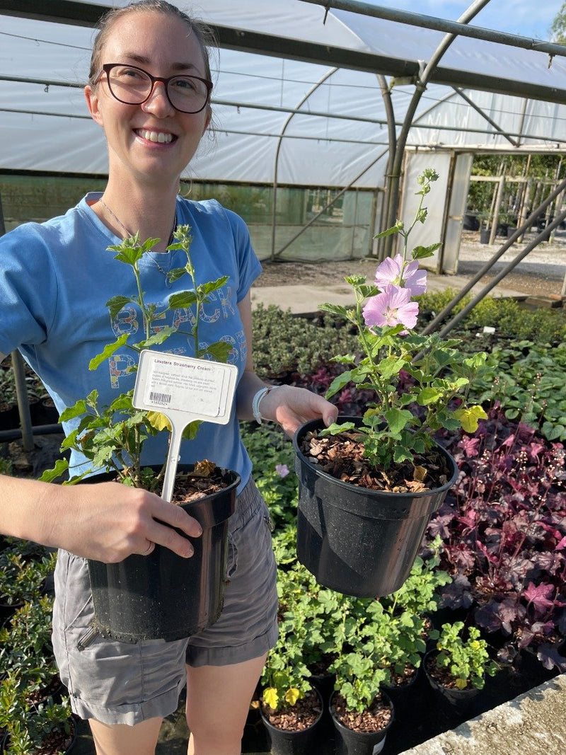 Lavatera Strawberry Cream 3 Litre Pot