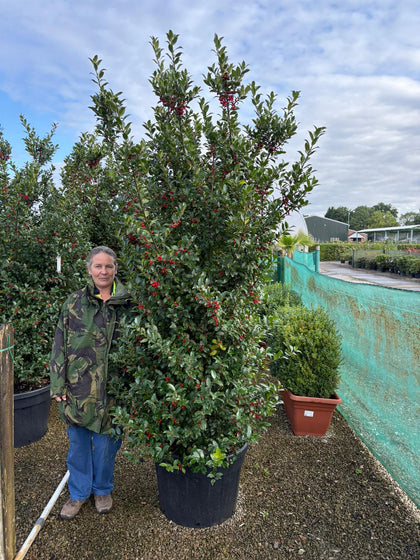 Ilex Meserveae Blue Maid Specimen 200/230cm x 10 Deal.