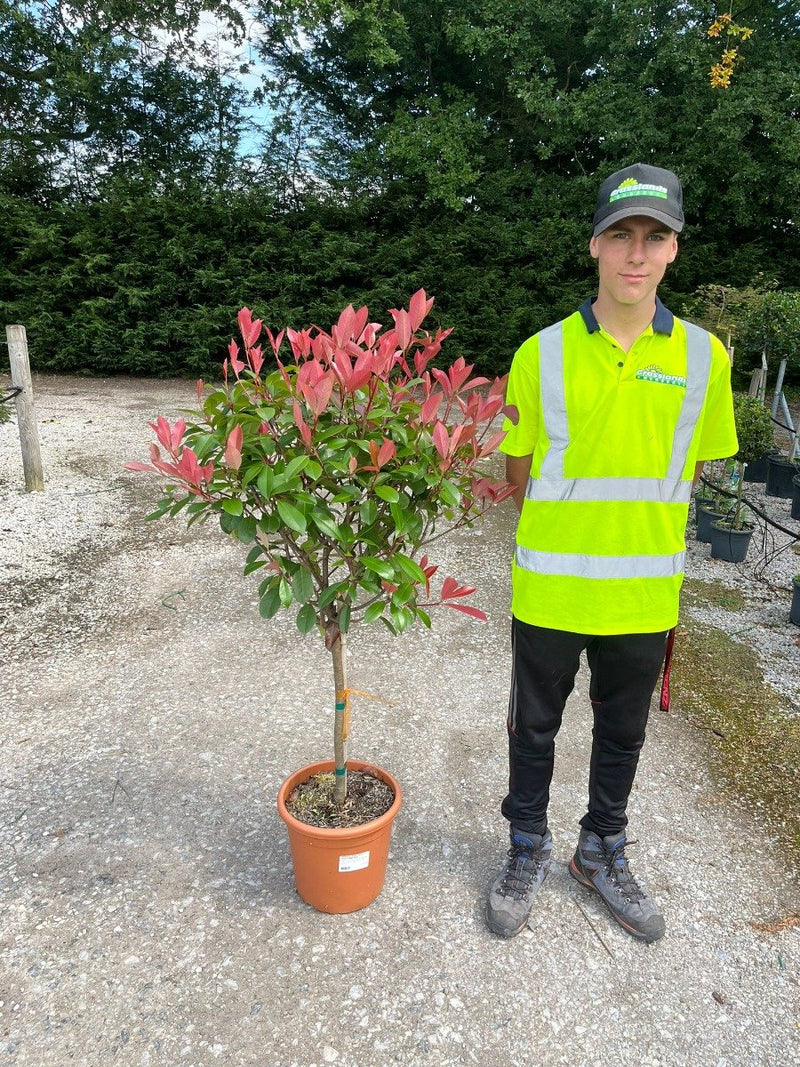 Photinia Red Robin 1/4 Std 15 Litre Pot